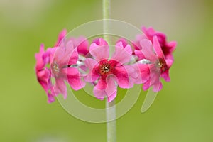 Red Flowers Of Primula Candelabra