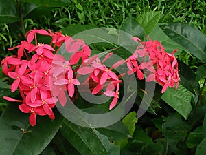 The red flowers of public park