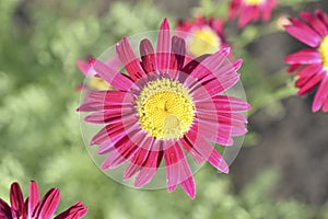 Red flowers pyrethrum Persian chamomile of the Aster family