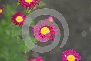 Red flowers pyrethrum Persian chamomile of the Aster family