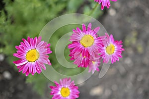 Red flowers pyrethrum Persian chamomile of the Aster family