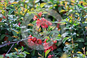 Red flowers of quince Chaenomeles superba cultivar crimson. Spring beautiful flowering bush of red color