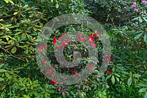 Red flowers of rhodedendron Marcel Menard