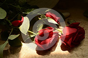 Red Flowers ,rose, red rose, plant, Flos rosae rugosae