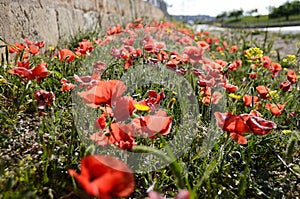 Red Flowers at the Sidewalk