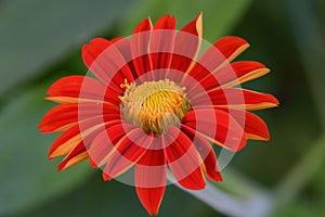 Red Flowers