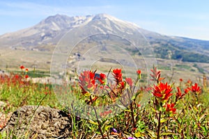 Red flowers with snowy mountain on the background