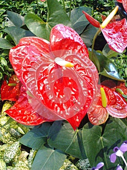 Red Flowers Spadix