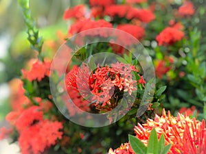 Red flowers spike flowers beautiful flower