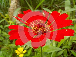 Red flowers of Sri Lanka