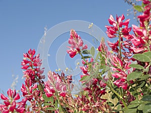 Sulla coronaria plants in bloom photo
