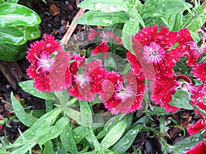 Red Flowers After a Summer Rain