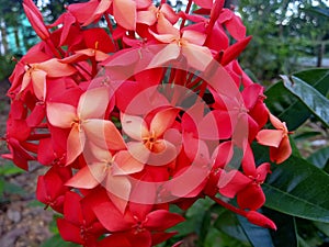 red flowers with sweet essence and favored by bees