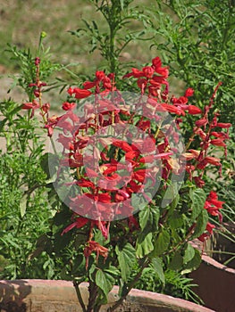 Red flowers photo