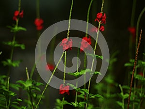 Red flowers photo