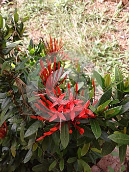 Red flowers photo