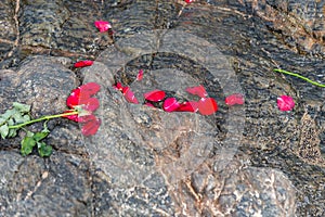 Red flowers thrown on a beach rock