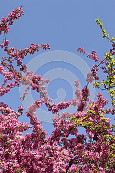 Red flowers on tree branches as a picture frame