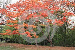 Red flowers tree,The Flame Tree, Royal Poinciana tree