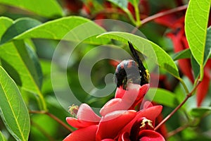 Red Flowers of Tropical Bush Erythrina Crista Galli with bumblebee photo