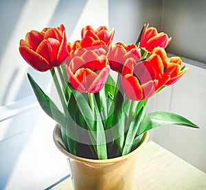 Red flowers,  tulips in a cream vase in a grey to white room lit by sunlight through a window