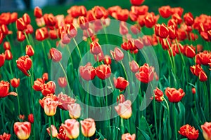 Red Flowers Tulips In Spring Garden Flower Bed Background