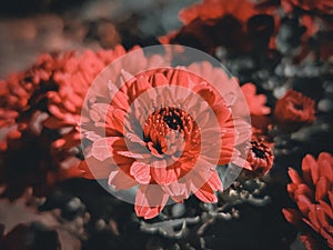 Red flowers with unopened buds of the same flowers.