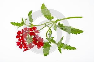Red flowers Verbena canadensis on white background. Studio Photo