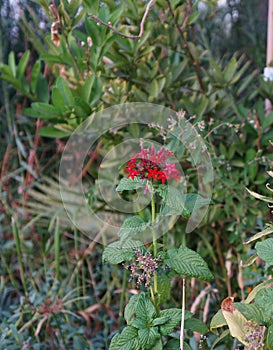 Red flowers of Verbenaceae family, selective focus
