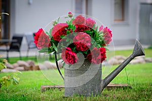 Red flowers in a watering can