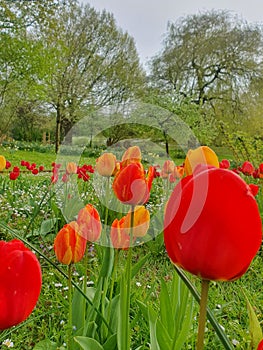 Red flowers in the Westfalen Park in Dortmund