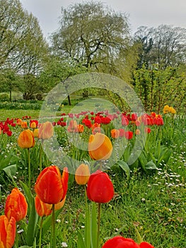 Red flowers in the Westfalen Park in Dortmund photo