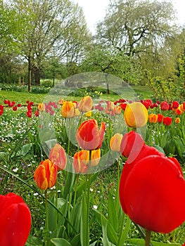Red flowers in the Westfalen Park in Dortmund photo