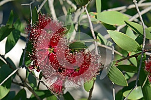 Red flowers and white bark of the Broad-leaved Paperbark, Melaleuca viridiflora