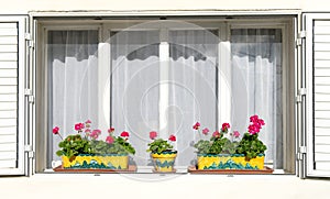 Red flowers on the white windowsills