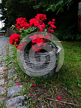 Red flowers in wicker basket