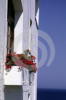 Red flowers at the window