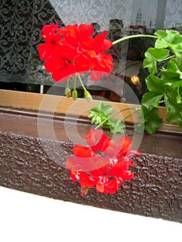 Red flowers on the window photo