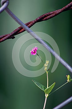 Red Flowers in wire Cage Close Up shot with amazing greeny tone micro photo at evening