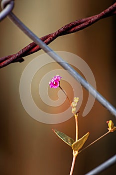 Red Flowers in wire Cage Close Up shot with amazing redis tone micro photo at evening