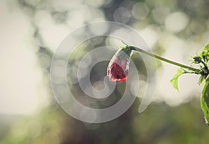 Red flowers that wither with background blur. A sad and lonely.