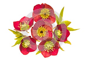 Red Flowers with Yellow Centers on White Background