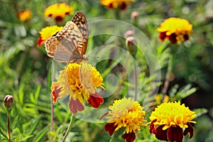 red flowers with a yellow core on a background of blurred green foliage. Butterfly on a flower