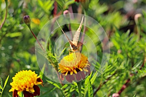 red flowers with a yellow core on a background of blurred green foliage. Butterfly on a flower