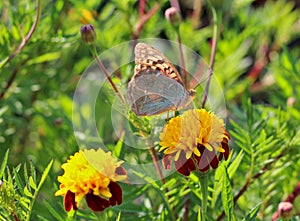 red flowers with a yellow core on a background of blurred green foliage. Butterfly on a flower