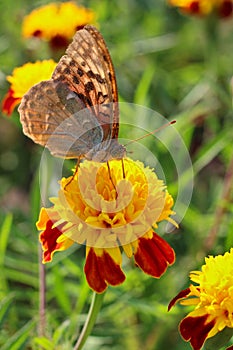 red flowers with a yellow core on a background of blurred green foliage. Butterfly on a flower