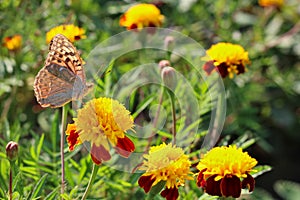 red flowers with a yellow core on a background of blurred green foliage. Butterfly on a flower