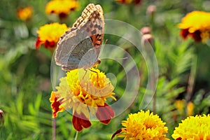 red flowers with a yellow core on a background of blurred green foliage. Butterfly on a flower