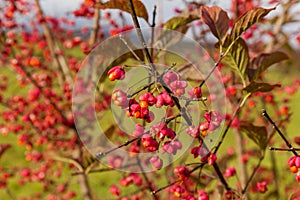 Red flowers with yellow seeds