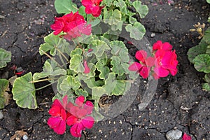 Red flowers of zonal pelargoniums